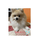 ポメラニアンのまーちゃん（個別スタンプ：15）