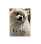 ポメラニアンのまーちゃん（個別スタンプ：17）