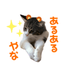 ごえもん日和 8（個別スタンプ：5）