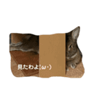 みけさんスタンプ（個別スタンプ：3）