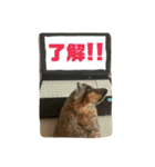 みけさんスタンプ（個別スタンプ：7）