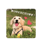 ダックス クリームでご挨拶（個別スタンプ：2）