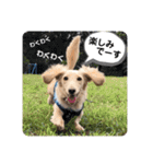 ダックス クリームでご挨拶（個別スタンプ：3）