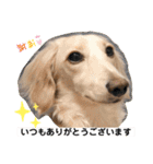 ダックス クリームでご挨拶（個別スタンプ：11）