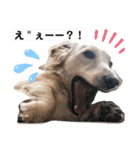 ダックス クリームでご挨拶（個別スタンプ：12）