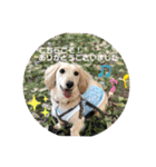 ダックス クリームでご挨拶（個別スタンプ：20）