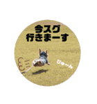 ダックス クリームでご挨拶（個別スタンプ：21）