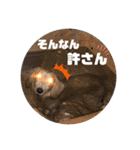 ダックス クリームでご挨拶（個別スタンプ：22）