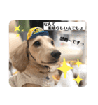 ダックス クリームでご挨拶（個別スタンプ：28）