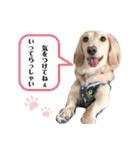 ダックス クリームでご挨拶（個別スタンプ：30）