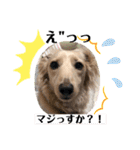 ダックス クリームでご挨拶（個別スタンプ：31）