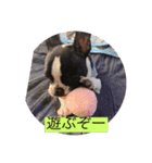 jin stamp( > < )（個別スタンプ：7）