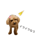 老犬ベリー3（個別スタンプ：1）