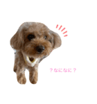 老犬ベリー3（個別スタンプ：2）