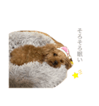 老犬ベリー3（個別スタンプ：4）