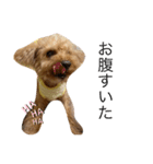 老犬ベリー3（個別スタンプ：5）