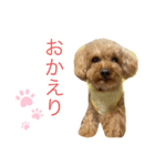 老犬ベリー3（個別スタンプ：7）