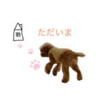 老犬ベリー3（個別スタンプ：8）