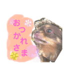 chirolだよ（個別スタンプ：4）