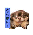 chirolだよ（個別スタンプ：13）