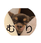 chirolだよ（個別スタンプ：14）