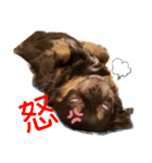 chirolだよ（個別スタンプ：15）