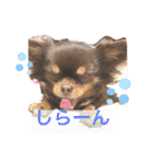 chirolだよ（個別スタンプ：18）