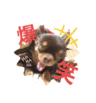 chirolだよ（個別スタンプ：21）