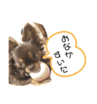 chirolだよ（個別スタンプ：22）