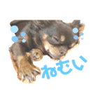 chirolだよ（個別スタンプ：23）