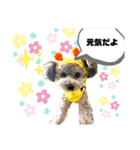 ぽんずちゃんスタンプ2（個別スタンプ：2）