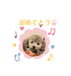 ぽんずちゃんスタンプ2（個別スタンプ：5）