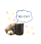 ぽんずちゃんスタンプ2（個別スタンプ：7）