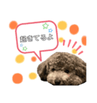 ぽんずちゃんスタンプ2（個別スタンプ：14）