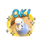 セキセイインコるり（個別スタンプ：2）