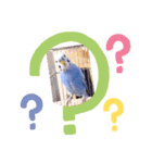 セキセイインコるり（個別スタンプ：3）