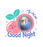 セキセイインコるり（個別スタンプ：4）