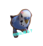 セキセイインコるり（個別スタンプ：5）