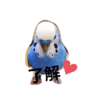 セキセイインコるり（個別スタンプ：6）