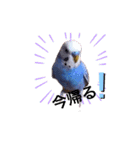 セキセイインコるり（個別スタンプ：7）