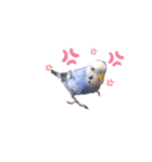 セキセイインコるり（個別スタンプ：11）