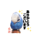 セキセイインコるり（個別スタンプ：12）