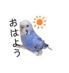 セキセイインコるり（個別スタンプ：14）