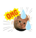 ねこスタンプ★★（個別スタンプ：3）