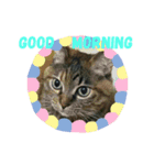 ねこスタンプ★★（個別スタンプ：4）