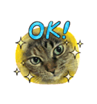 ねこスタンプ★★（個別スタンプ：7）