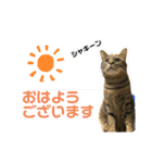 猫のフェイス 2（個別スタンプ：1）