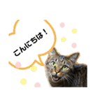 猫のフェイス 2（個別スタンプ：2）