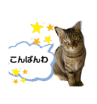猫のフェイス 2（個別スタンプ：3）