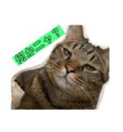猫のフェイス 2（個別スタンプ：5）